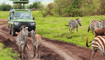 11 Days  Standard Wildlife Adventure Safari