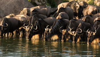 13 Days Tanzania Luxury Safari - Wildebeest Migration & Zanzibar Beach Holiday