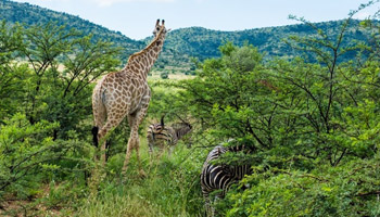 4 Days Tanzania Western Safari to Gombe and Kigoma