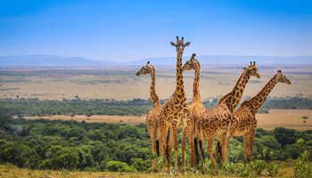 7 Days Tanzania Safari To Mikumi And Nyerere
