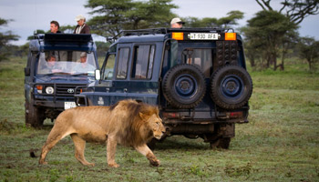 7 Days Tanzania Western Safari to Katavi and Mahale