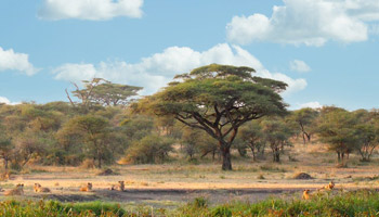 7 Days Tanzania Western Safari to Katavi and Mahale