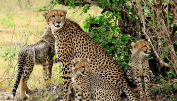 8 Days Family Wildlife Safari To Zanzibar