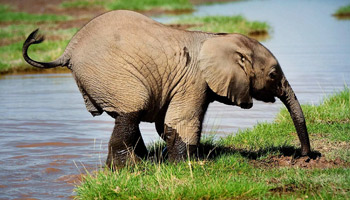 8 Days Tanzania Semi-Luxury Wildlife Safari