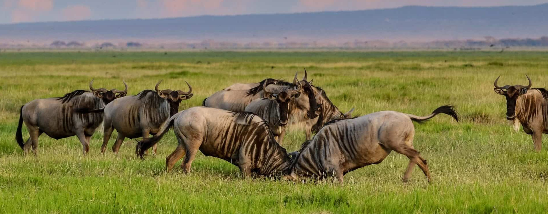 9 Days - Tanzania Wildlife & Cultural Dream Safaris