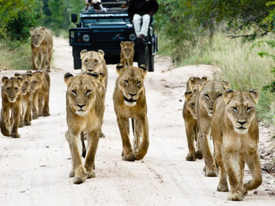 11 Days Standard Wildlife Adventure Safari